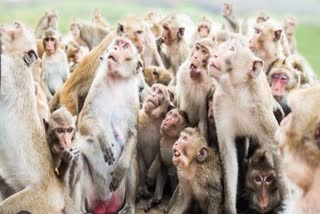 Monkey Push Mathura: મથુરામાં વાંદરાના ધક્કાથી વૃદ્ધ નીચે પડી જતાં ઘાયલ, વિડિયો વાયરલ