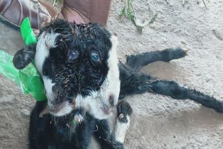 Goat with Two heads and Five Legs  Goat with Two head  Goat with Five Legs  Two heads and Five Legs  Goat  Goat with Two heads and Five Legs born in Suryapet  Suryapet  Suryapet Goat  Suryapet telangana  സൂര്യാപ്പേട്ട്  ആട്ടിൻകുട്ടി  ആട്ടിൻകുട്ടി അഞ്ച് കാല് രണ്ട് തല  സൂര്യാപ്പേട്ട് ആട്ടിൻകുട്ടി  തെലങ്കാന സൂര്യാപേട്ട് ആട്ടിൻകുട്ടി  വിചിത്ര ആട്ടിൻകുട്ടി  ആട്  ആട് രണ്ട് തല  ആട് അഞ്ച് കാല്