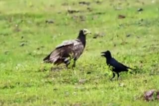 Egyptian vulture