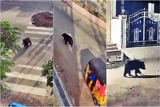 Collage: Bear wandering in Karimnagar