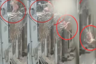 Monkey Pushes Old Man From Roof in  uttarpradesh elderly-injured viral video