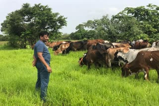 kas-officer-grazed-cattle-during-weekend-leave-in-kalburagi
