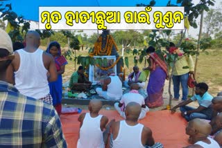 ମୃତ ହାତୀଛୁଆର ସଦ୍‌ଗତି ପାଇଁ ସମୂହ ମୁଣ୍ଡନ ହେଲେ ଗ୍ରାମବାସୀ