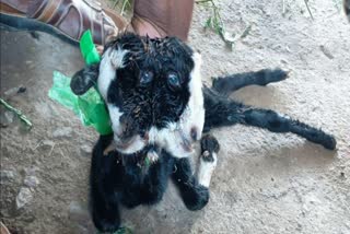 Birth of goat with two heads and five legs