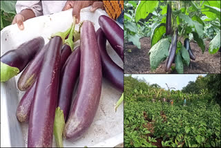 Brinjal fruit Karivellur Puthur kerala  Brinjal fruit  നാടൻ വഴുതന പെരുമയിൽ പുത്തൂർ ഗ്രാമം  പുത്തൂർ വഴുതന  കണ്ണൂർ പുത്തൂർ വഴുതന കൃഷി  വഴുതന  Brinjal Cultivation  Brinjal Cultivation in Karivellur Puthur kerala  വഴുതന കൃഷി