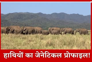 Etv Bharatprofile-of-elephants-being-prepared-for-breeding-in-palamu-tiger-reserve