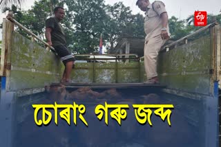 Smuggled Cattle Seized at Balajan in Dhubri