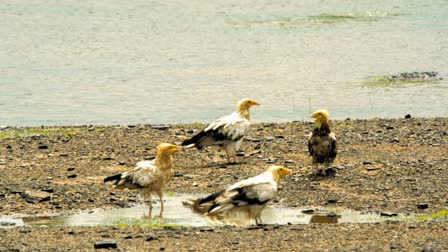 Egyptian vulture group seen in Begun