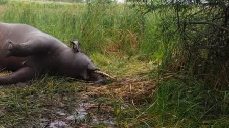 Elephant death