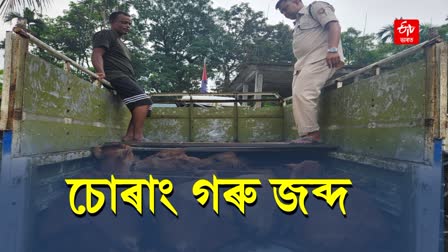 Smuggled Cattle Seized at Balajan in Dhubri