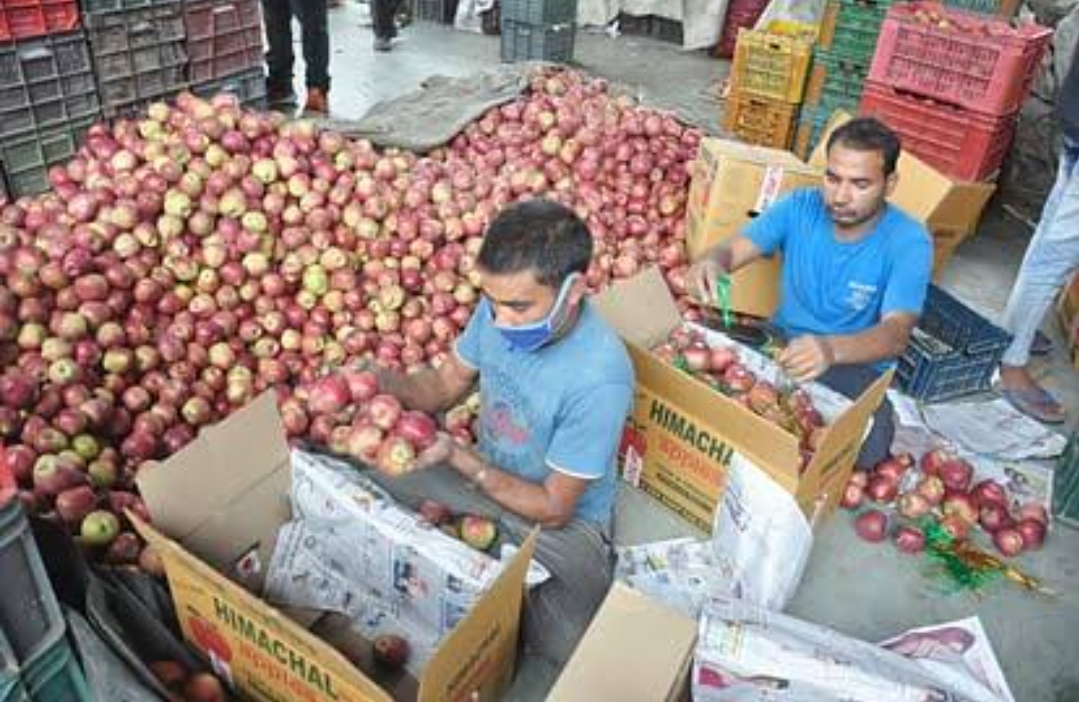 Himachal Apple Season