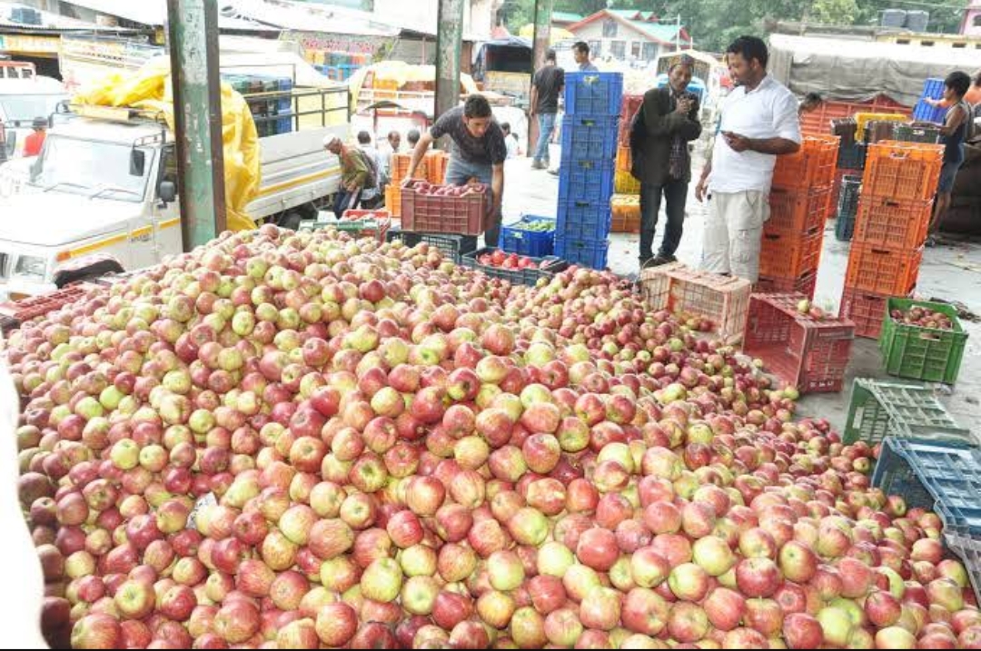 Himachal Apple Season