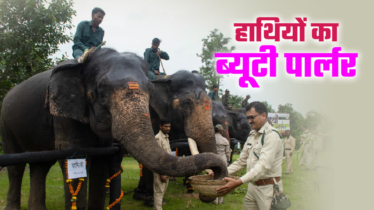 BEAUTY PARLOUR OF ELEPHANTS PENCH