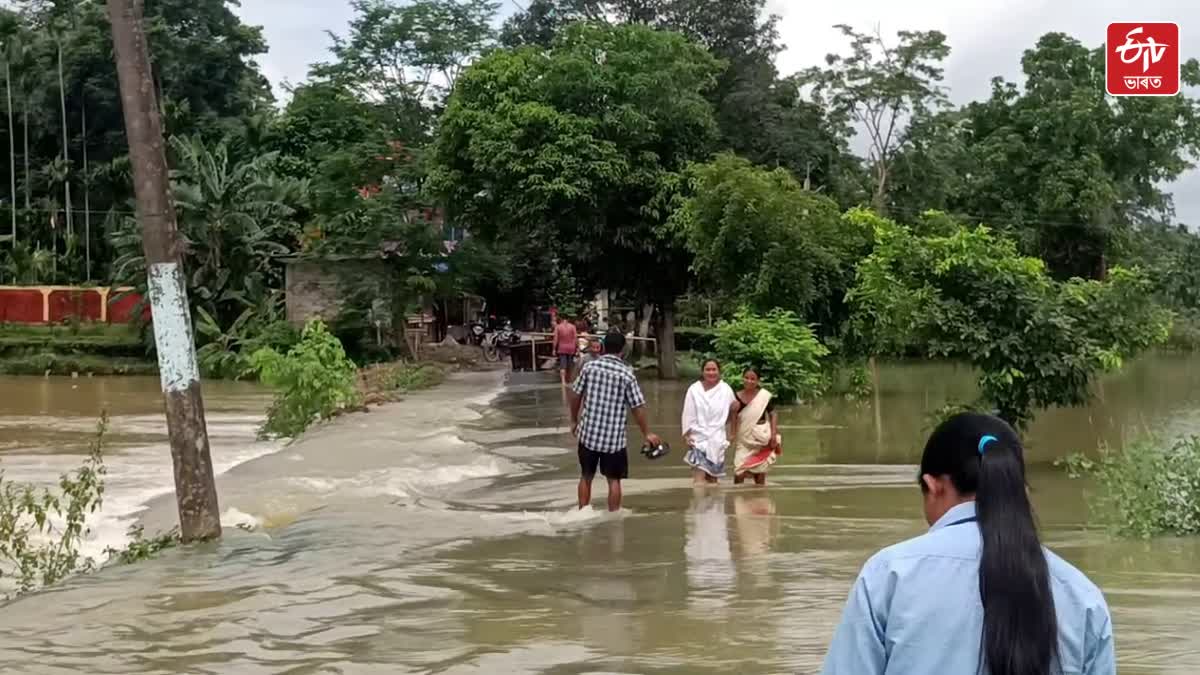 Flood hits many paddy fields