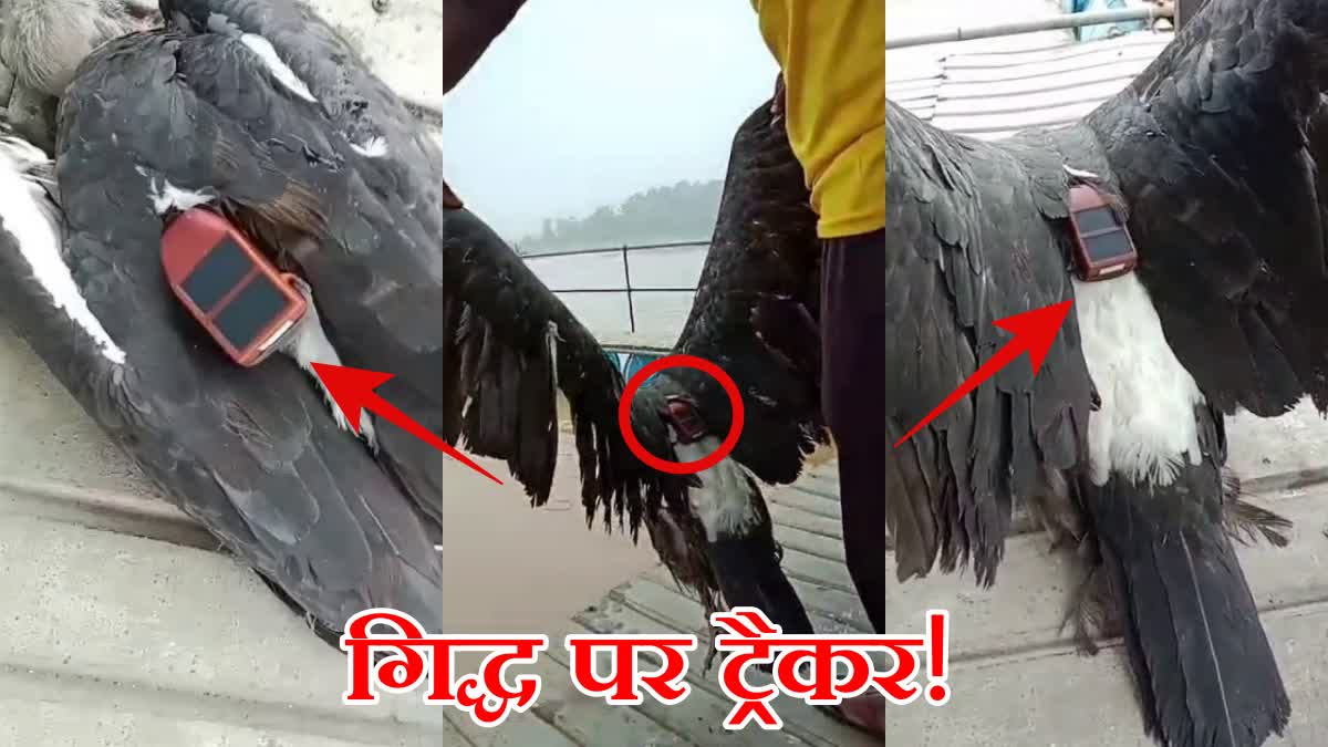 tracker device found on vulture in Hazaribag