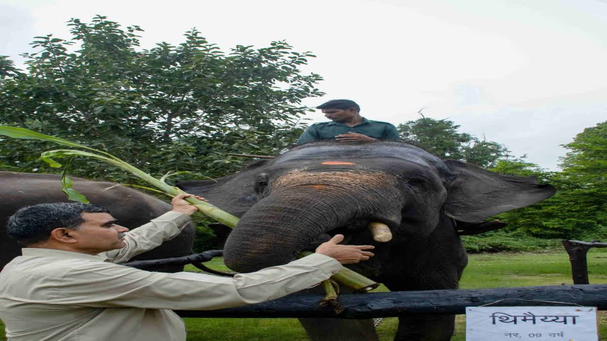 From manicures to pedicures: Elephants receive all beauty salon services in the jungle