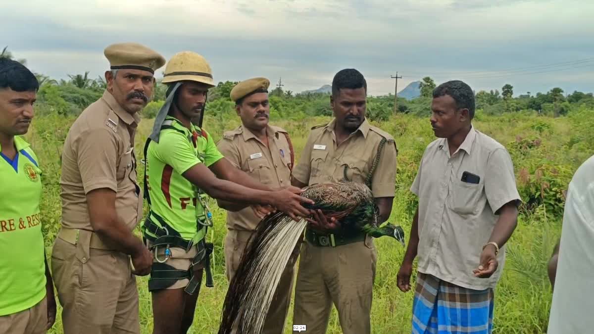 மயிலை மீட்ட தீயணைப்பு துறை குழுவினர்