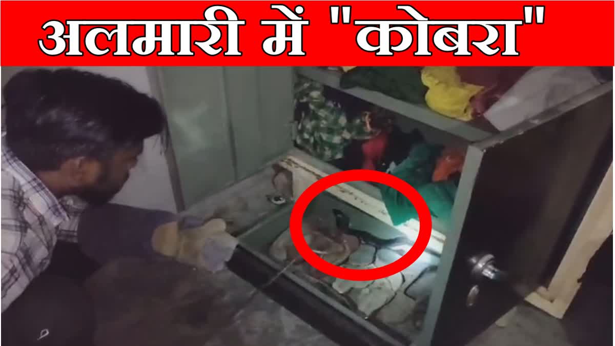 Cobra came out of clothes cupboard in Fatehabad of Haryana