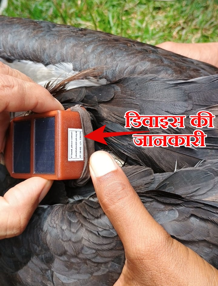 tracker-device-found-on-vulture-in-hazaribag