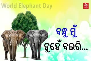 WORLD ELEPHANT DAY 2024