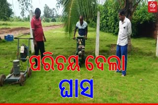 Khordha Grass Farming