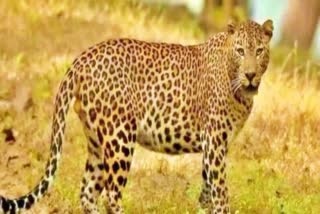 Leopard Wandering in Tirumala