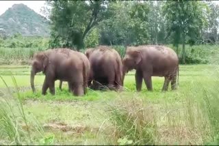 Elephants Wandering in Vizianagaram