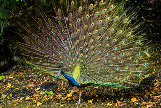 YouTuber In Telangana Booked For Making Video Featuring Peacock Curry Recipe