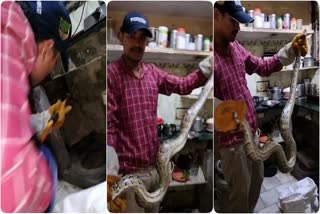 Python entered the kitchen in Haridwar