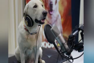 Dog Simba Dubbing