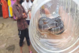 SNAKE FOUND IN A FARMER HOUSE