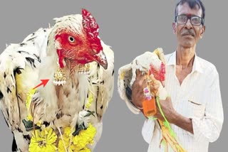 MUTHYALAMMA TEMPLE  COCK EARS DECORATION  COCK DECORATION FOR BONALU  COCK MAKEOVER WITH EAR RINGS