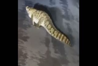 CROCODILE FOUND VILLAGE