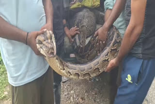 Python Swallowed Deer in Ramnagar