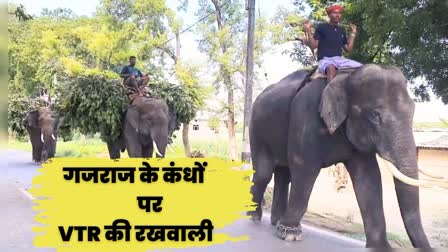 Elephants In Valmiki Tiger Reserve