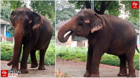 World Elephant Day 2024 know about Mumbai Byculla Zoo 62 years old Elephant 'Anarkali'