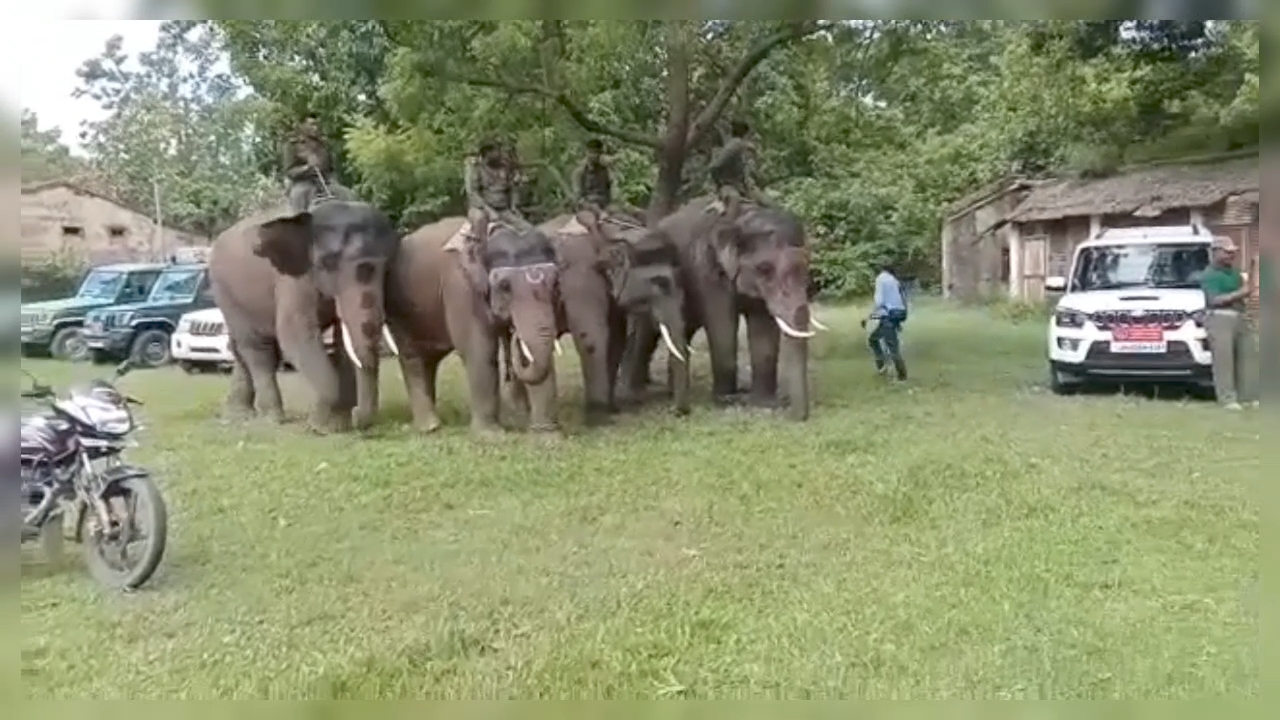 Elephants In Valmiki Tiger Reserve