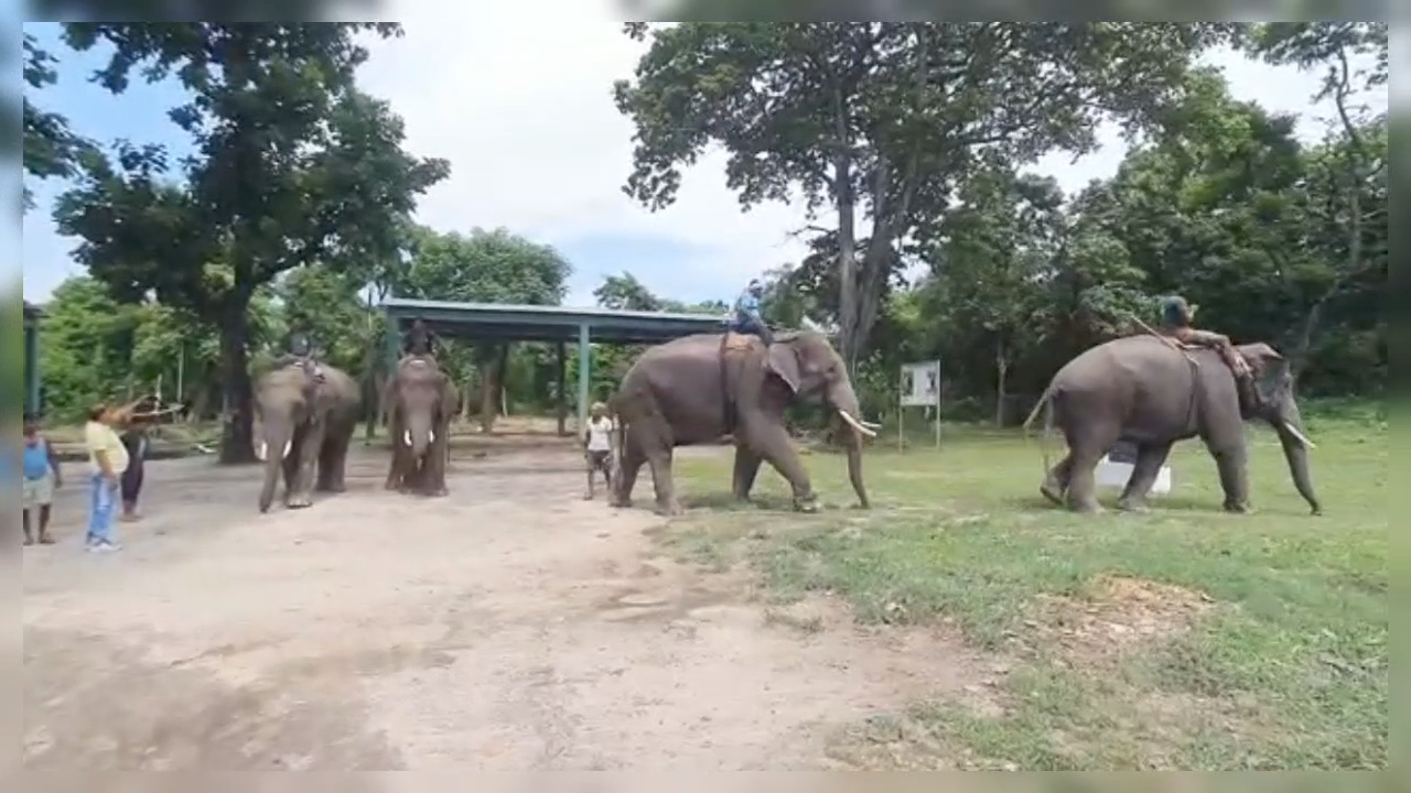 Elephants In Valmiki Tiger Reserve