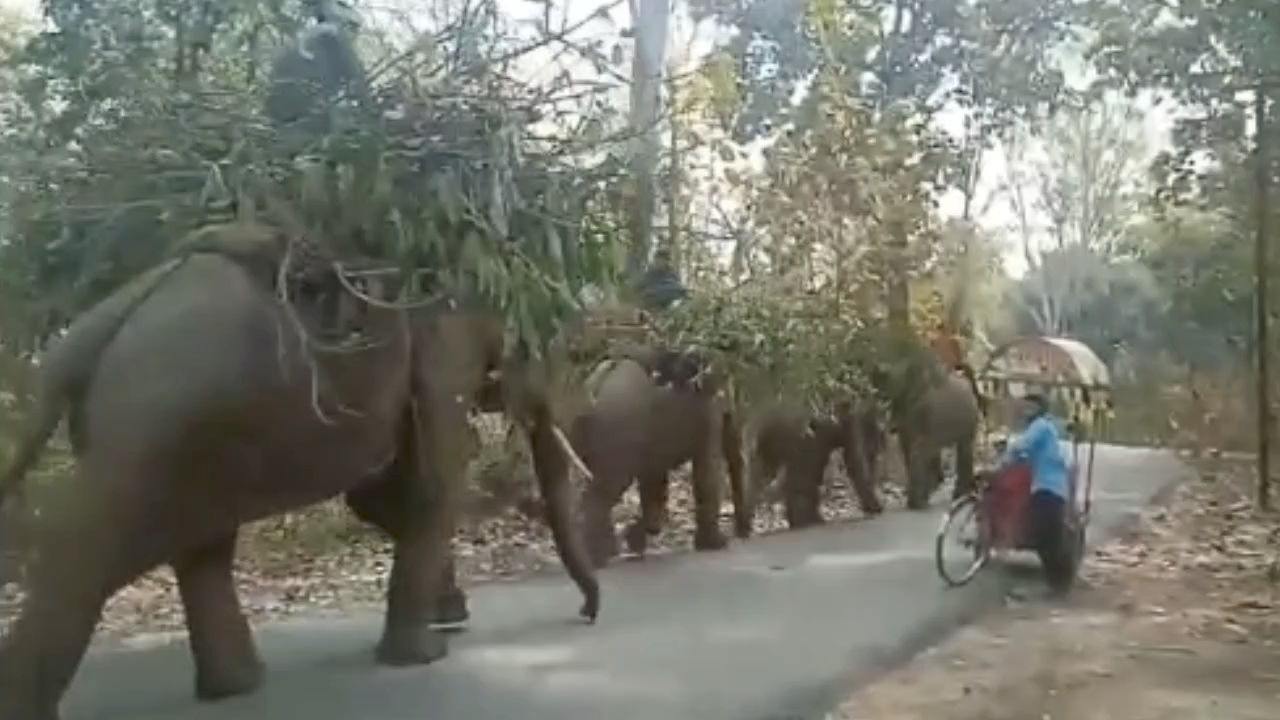 Elephants In Valmiki Tiger Reserve