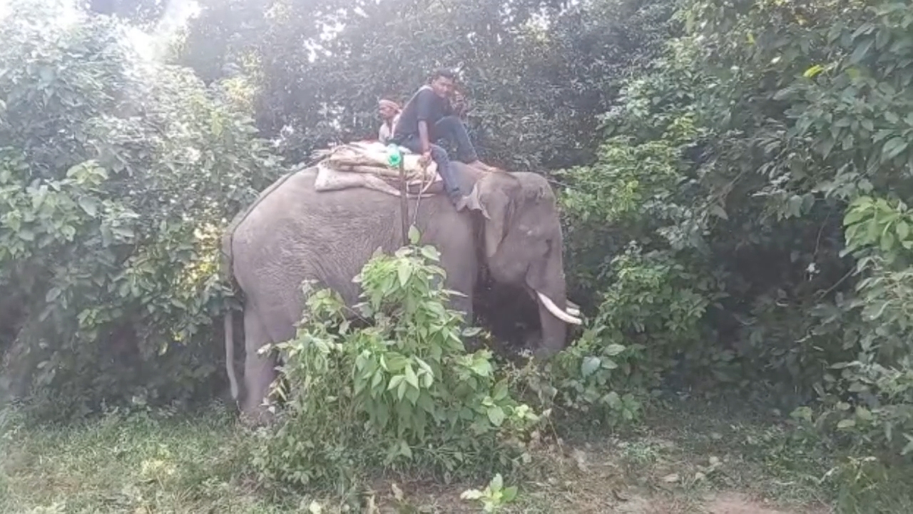 Elephants In Valmiki Tiger Reserve