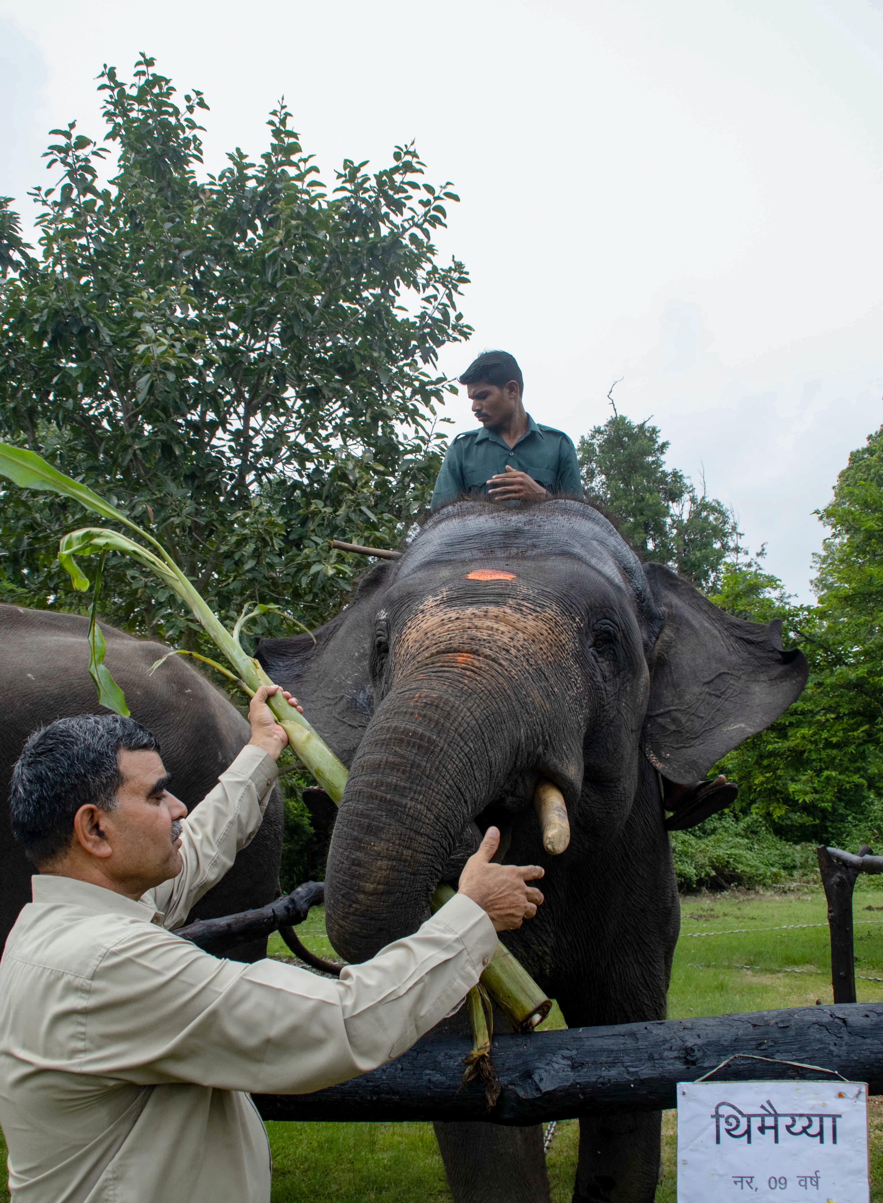 Elephants beauty parlour