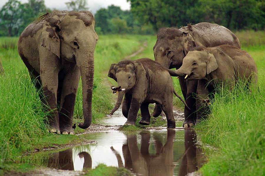 World Elephant day