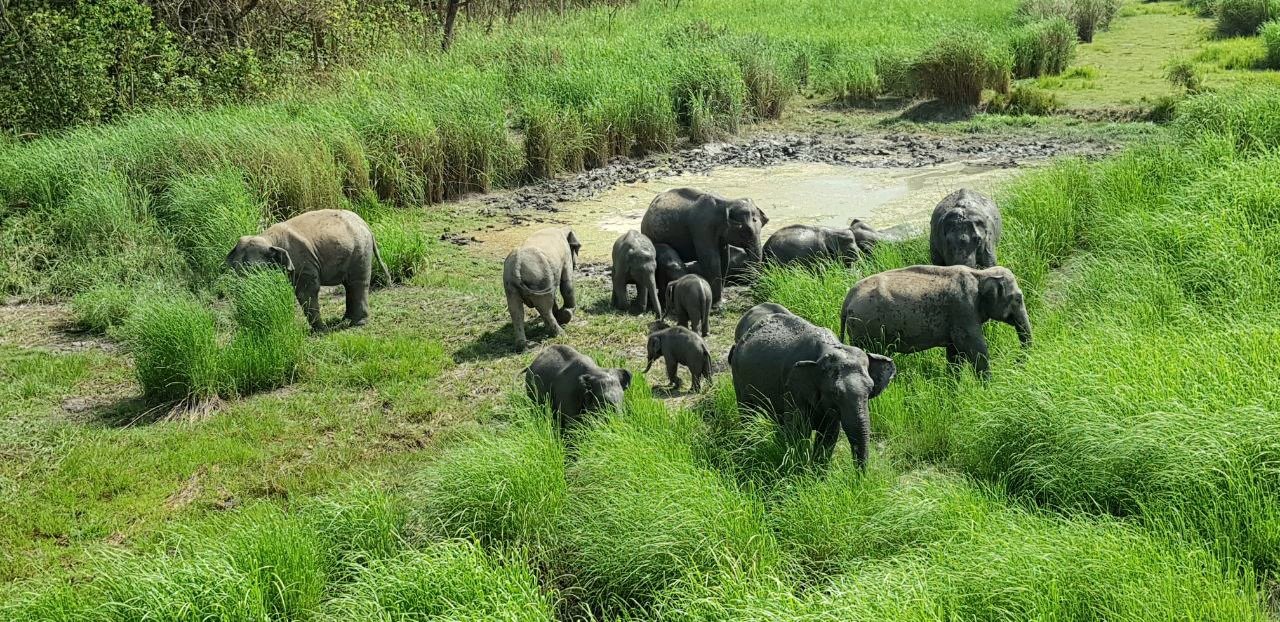 नेपाल के जंगली हाथियों को भा रहे भारत के जंगल.