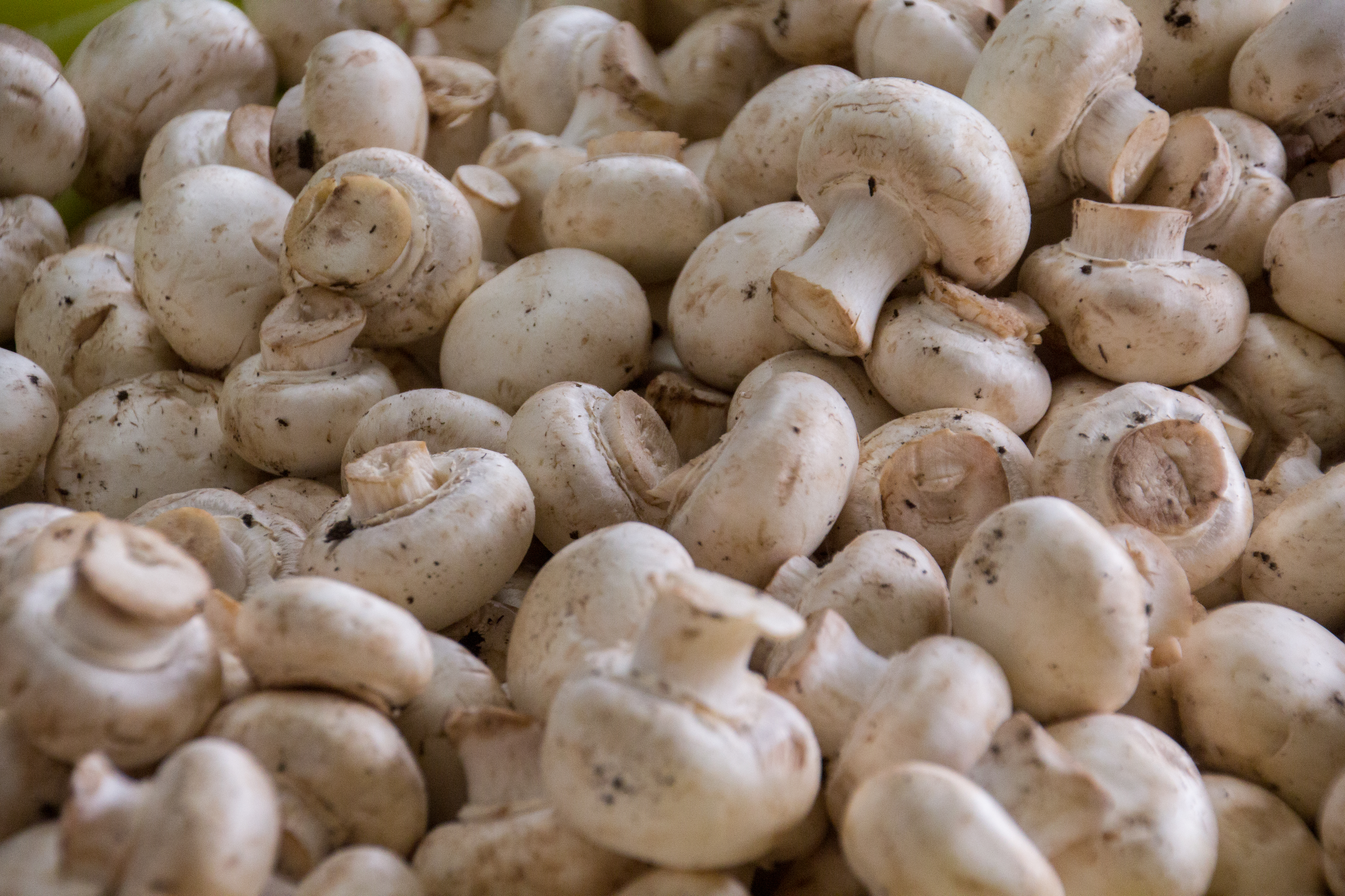 BENEFITS OF MUSHROOM