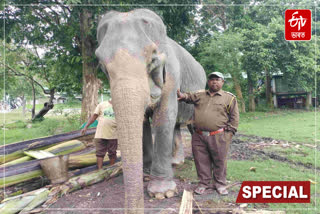 This special report on Kaziranga National Park's only old elephant