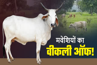 Unique tradition of farmers to give weekly leave to cattle in Latehar