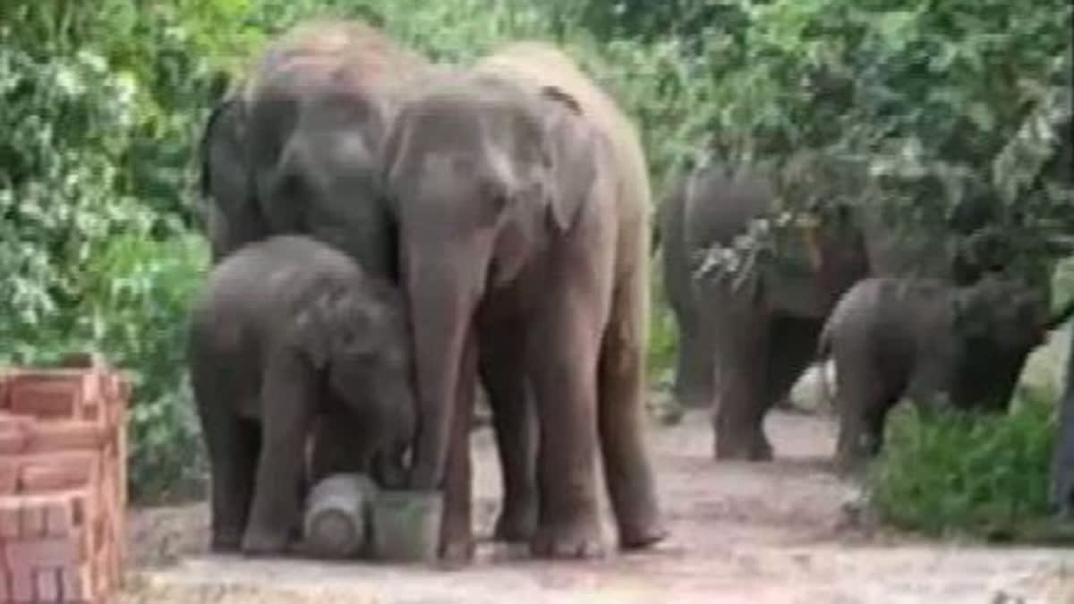 Elderly woman trampled to death as elephants barge into her house to eat millets