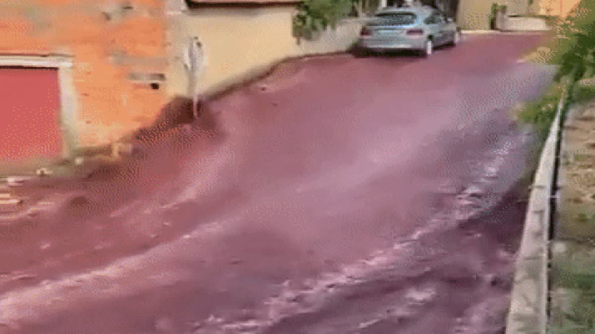Red Wine River Viral Video