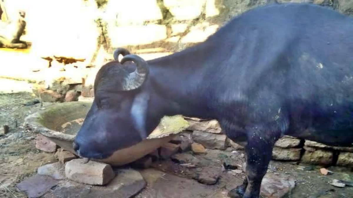 ಎಮ್ಮೆ ಕಳುವು ಪ್ರಕರಣ