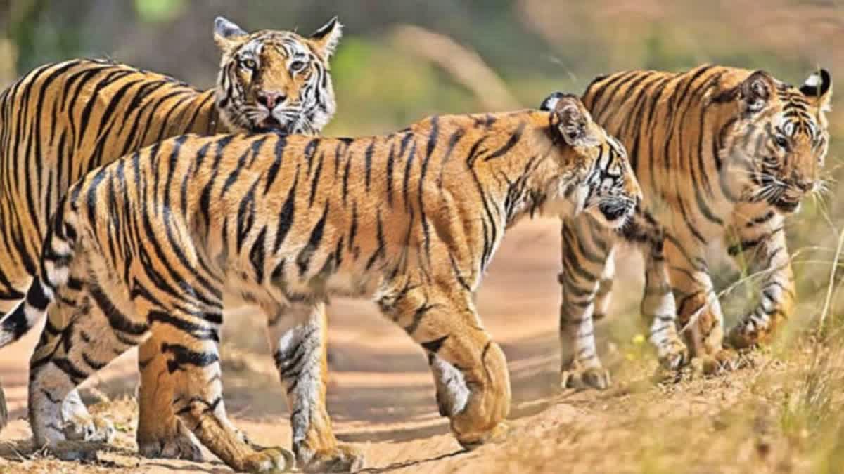 Killing Two Tigers in Nilgiris